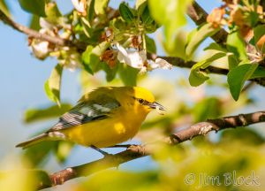 11   DQ690C--Blue-winged-Warbler.jpg